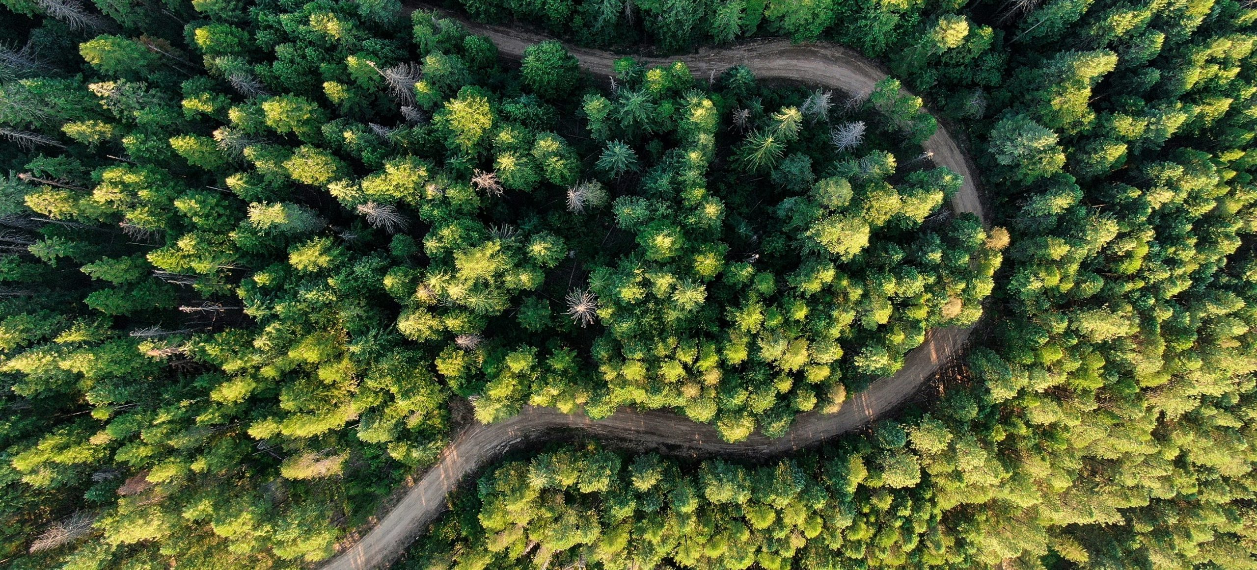 Road in a dense forest