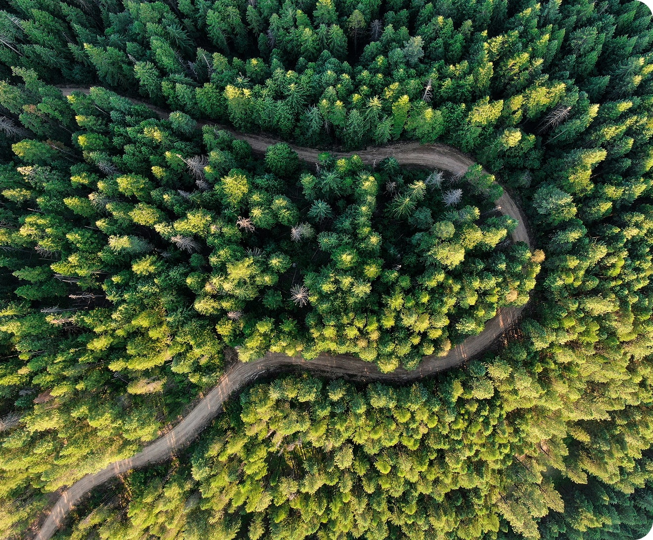 Wide lens photo of trees from the top
