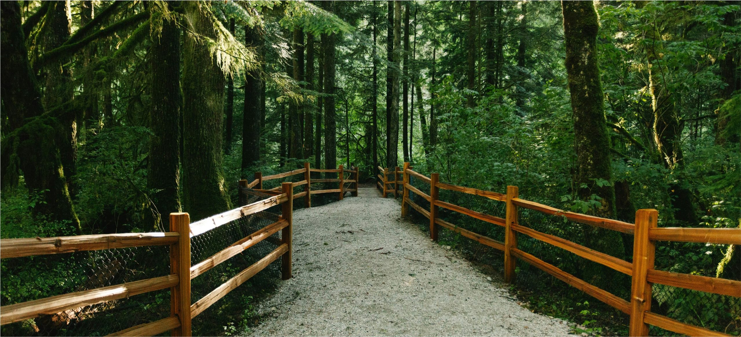 Bridge trail in a forest